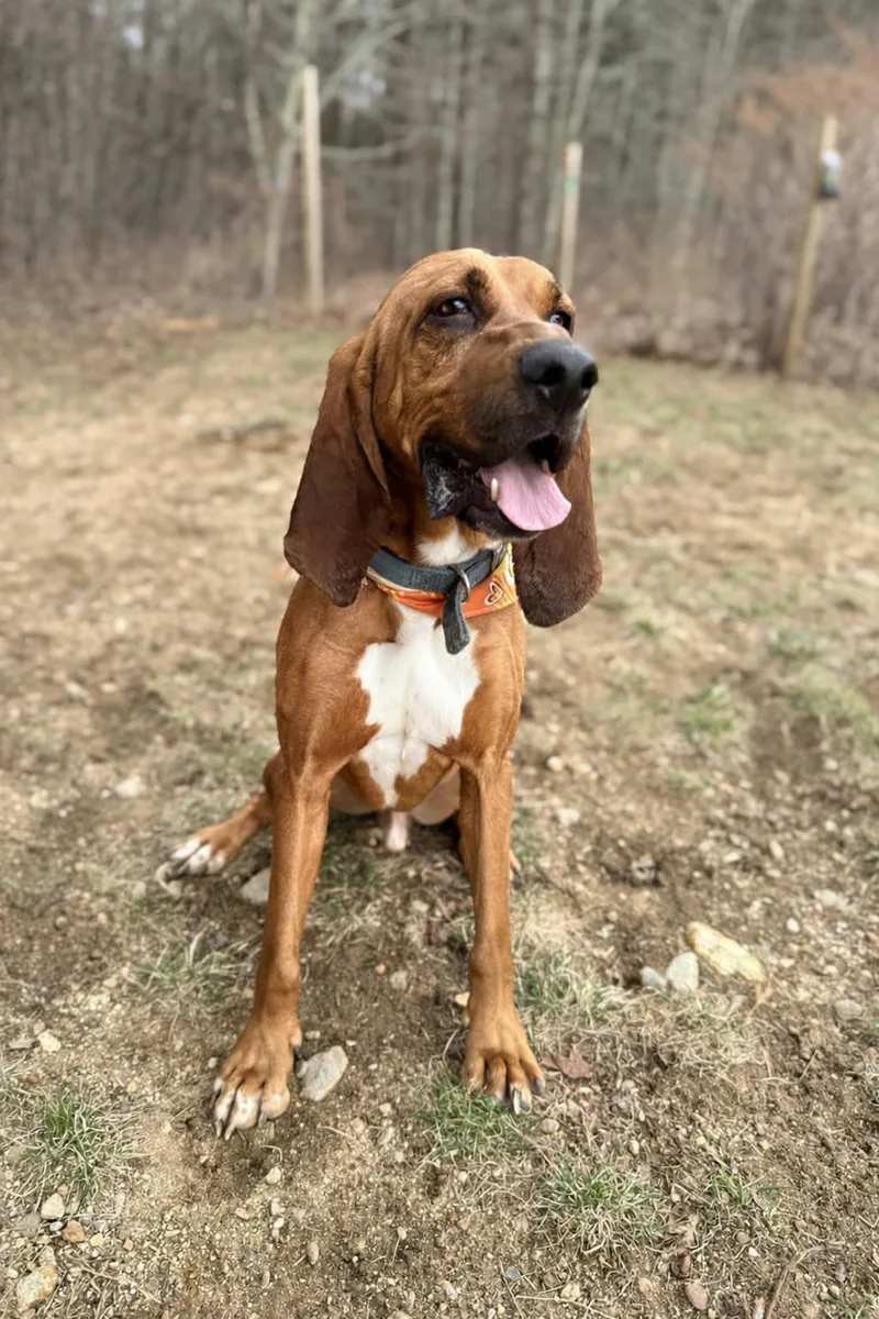 Ct Badger thumbnail 2