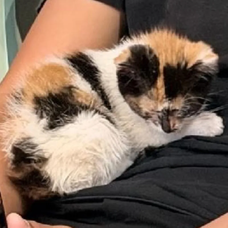 A baby small-sized female Calico Domestic Short Hair cat named Felicity for adoption in Redwood Falls, MN