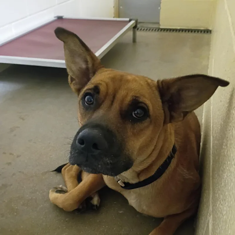 A young medium-sized female Brown / Chocolate Shepherd dog named Brooklyn for adoption in Palestine, TX