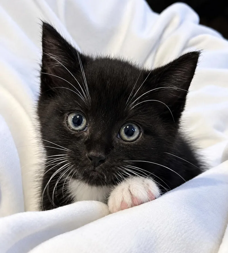 A baby medium-sized male Domestic Short Hair cat named Gatsby for adoption in Allentown, NJ