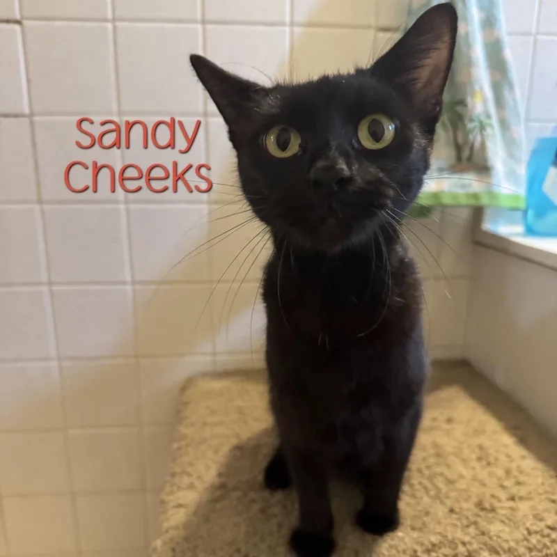 An adult medium-sized female Black Domestic Short Hair cat named Sandy Cheeks for adoption in Parkersburg, WV