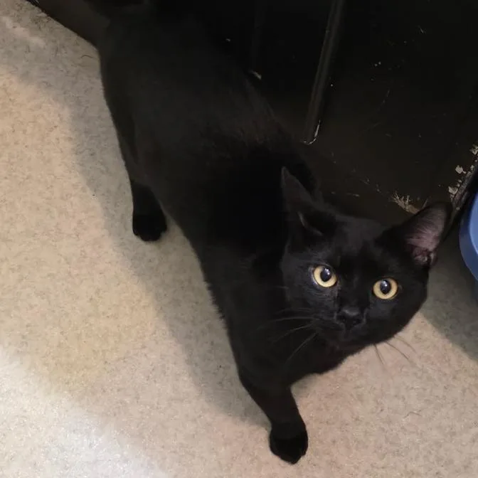 An adult medium-sized male Black Domestic Short Hair cat named Lord Leo for adoption in Fredericksburg, VA