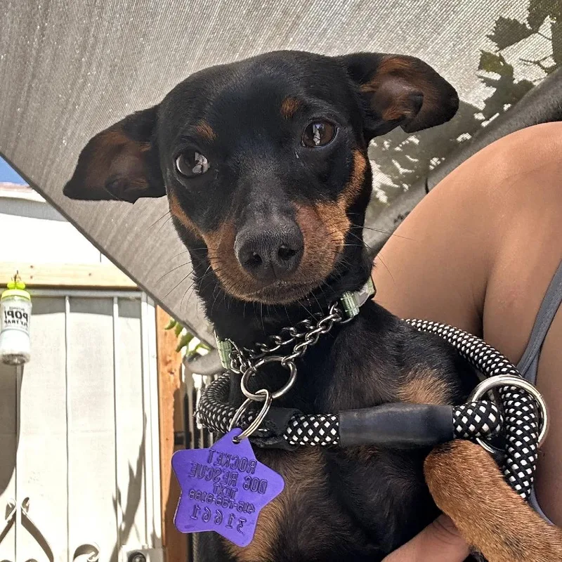 A young small-sized male Black Miniature Pinscher dog named Zen for adoption in San Francisco, CA
