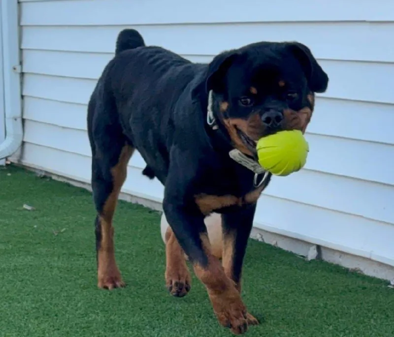 Rocco thumbnail 2