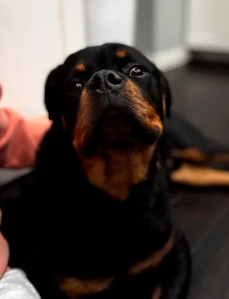 Rocco thumbnail 4