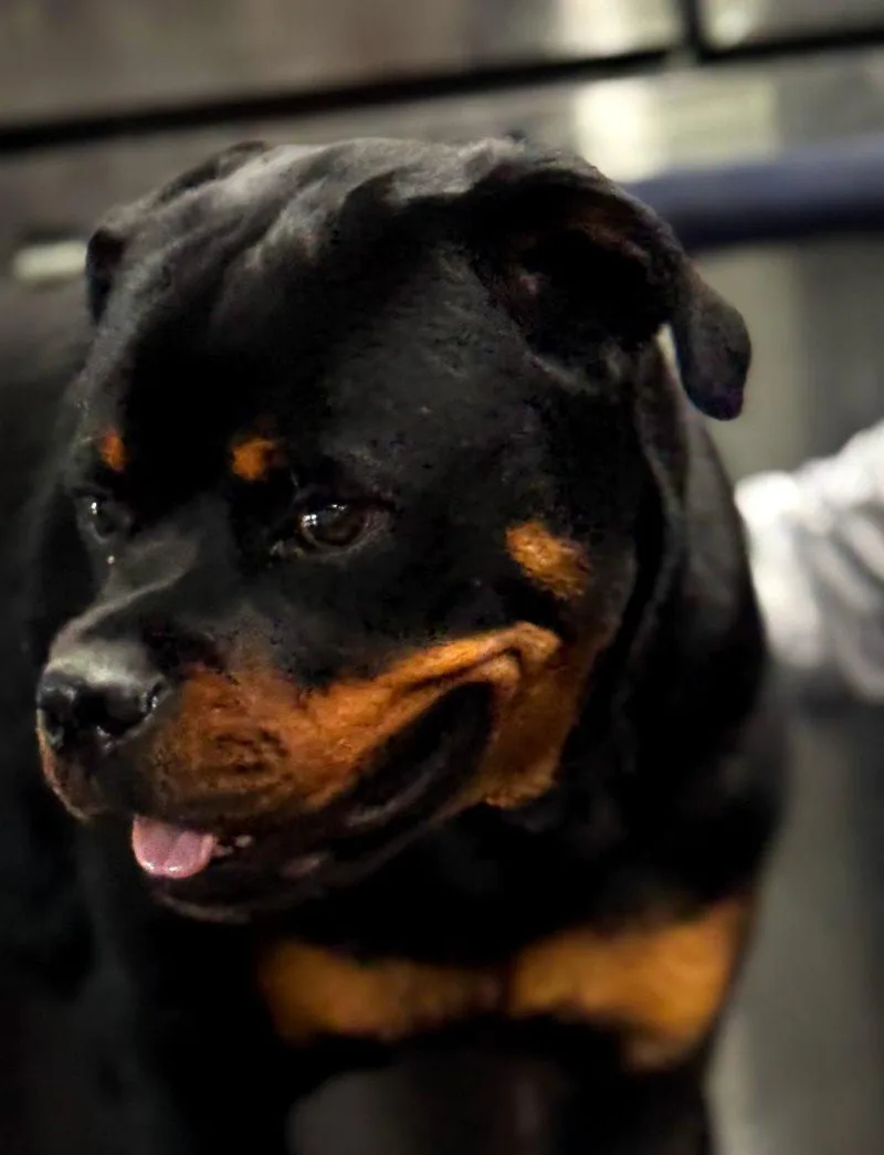 Rocco thumbnail 5