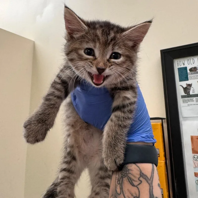 A baby small-sized female Torbie Domestic Short Hair cat named Velcro for adoption in Lynchburg, VA