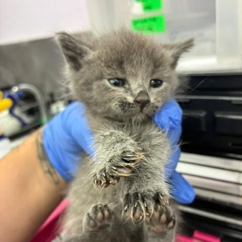 A baby small-sized female Gray / Blue / Silver Domestic Short Hair cat named Ally for adoption in Los Angeles, CA