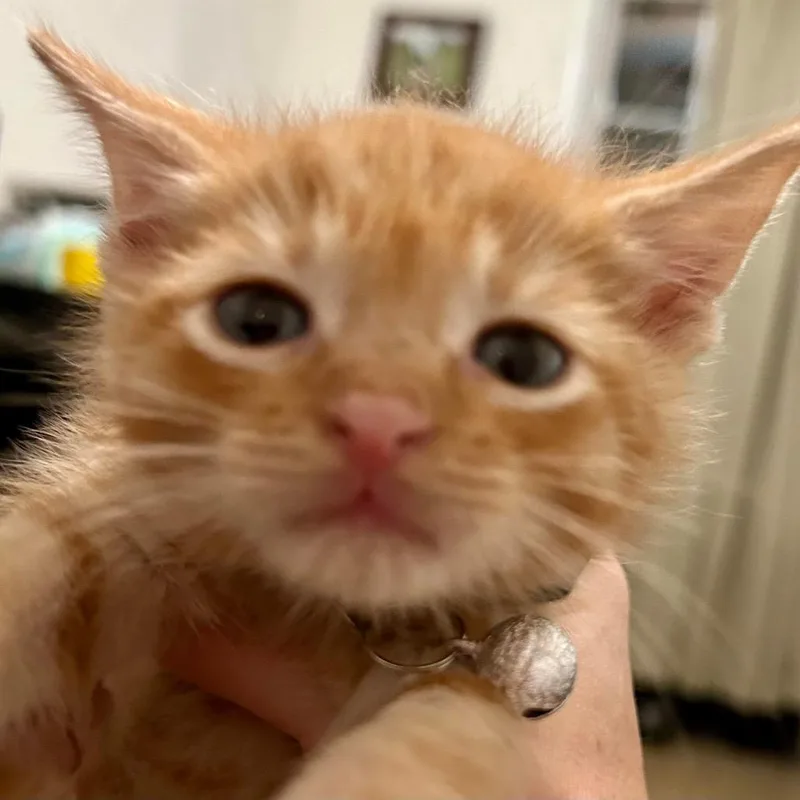 An adult small-sized male Orange / Red Domestic Short Hair cat named Little O for adoption in Brevard, NC
