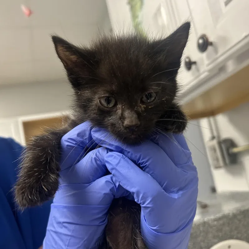 A baby small-sized male Black Domestic Short Hair cat named Code Red for adoption in Greenville, SC