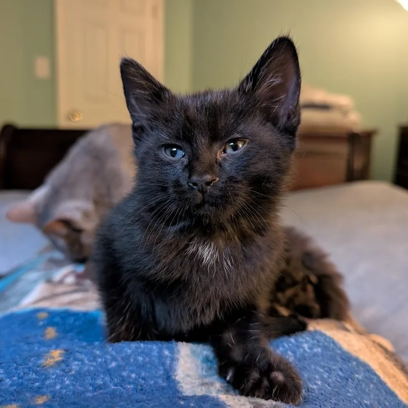 A baby small-sized male Black Domestic Short Hair cat named Cosmo Grey Brasuell for adoption in Morrison, CO
