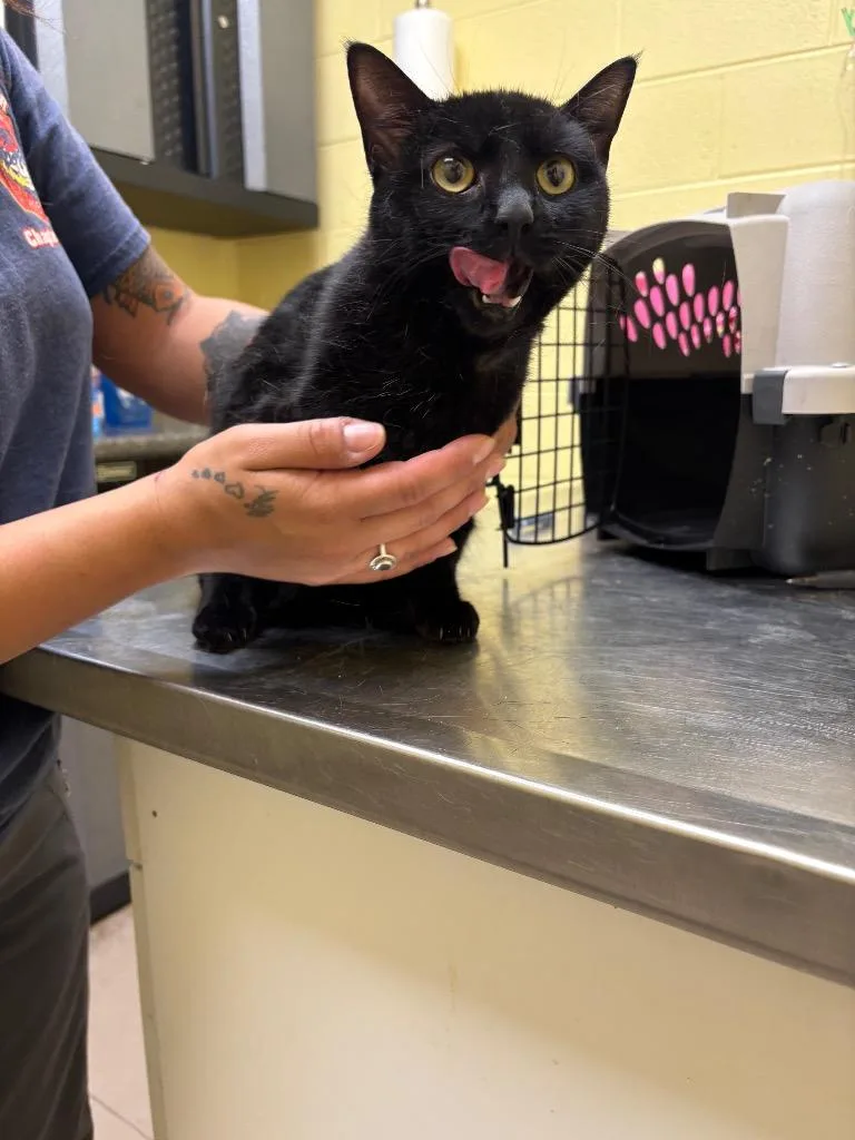 A young small-sized female Domestic Short Hair cat named Moon for adoption in Crossville, TN