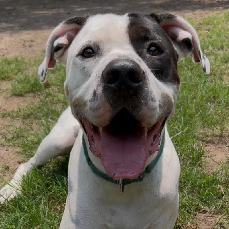 An adult medium-sized male Black Mixed Breed dog named Bando for adoption in Charleston, SC