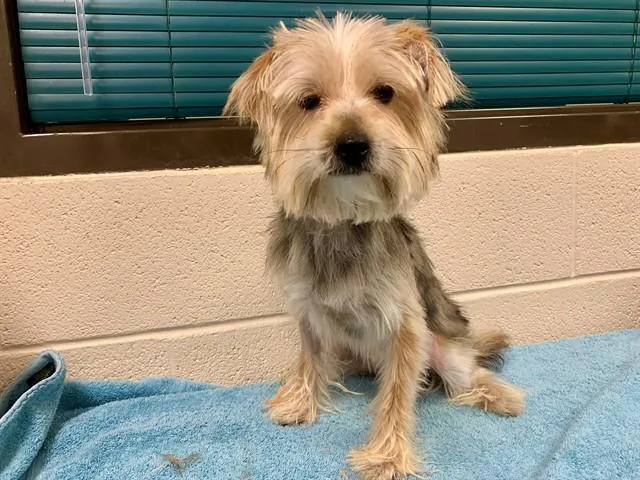 A young small-sized male Yorkshire Terrier dog named Lionel for adoption in Moreno Valley, CA