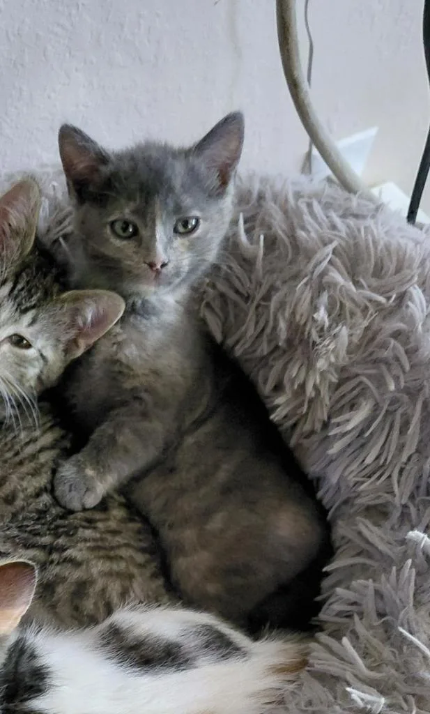 A baby medium-sized female Domestic Short Hair cat named Pixel for adoption in Salt Lake City, UT