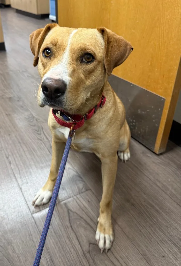 A young medium-sized female Pit Bull Terrier dog named Mya for adoption in Gillette, WY