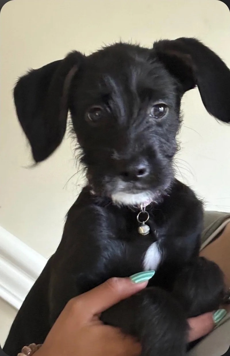 A baby medium-sized female Terrier dog named May Belle for adoption in Saunderstown, RI