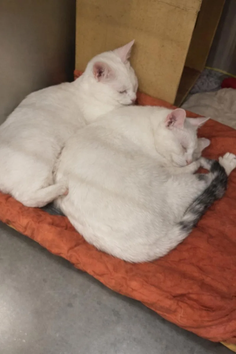 A young medium-sized male White Domestic Short Hair cat named Big Ears for adoption in Morganton, NC