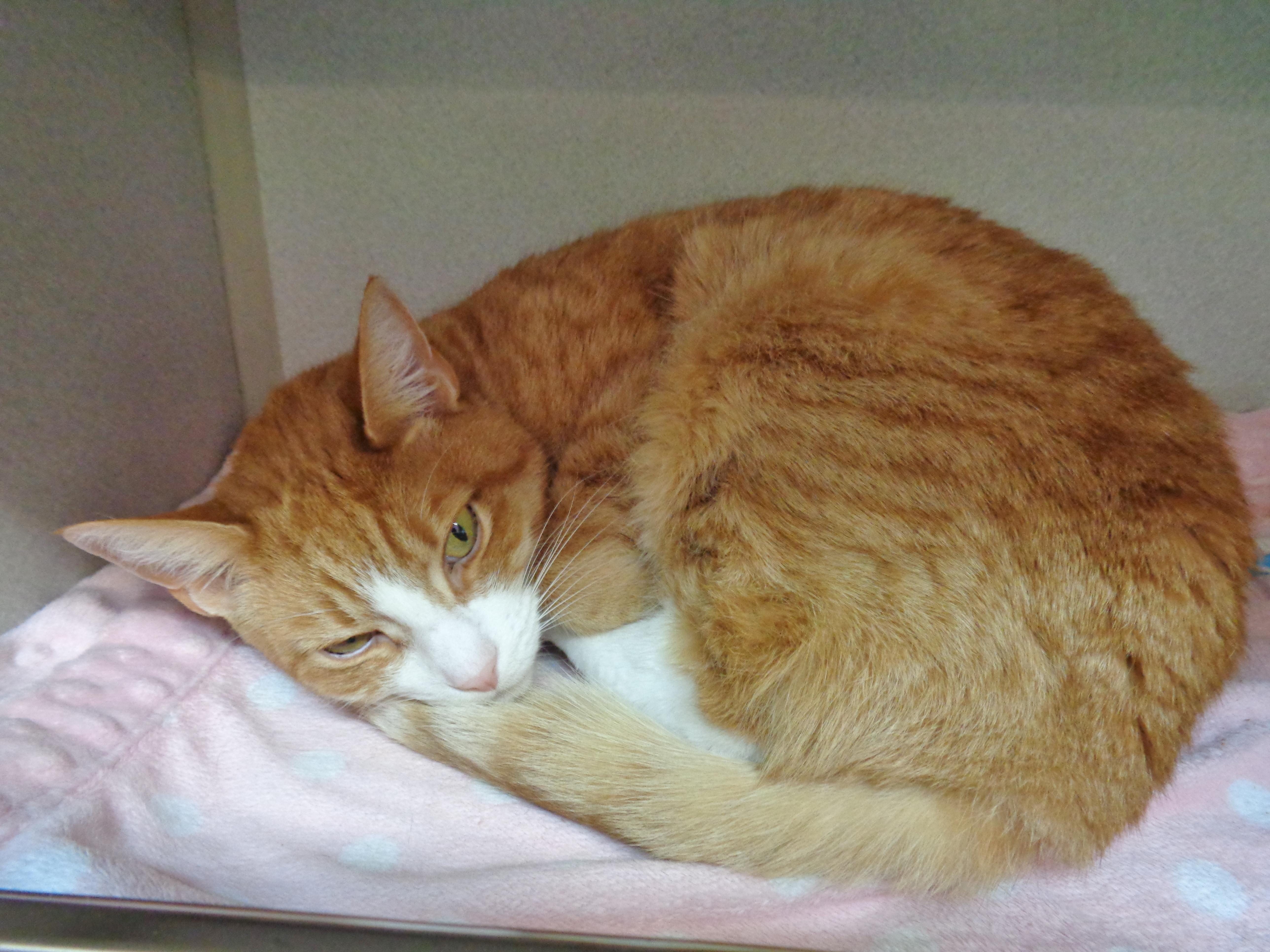 An adult medium-sized female Orange & White Tiger cat named Dijon for adoption in Delhi, NY