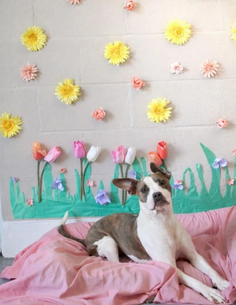 A young medium-sized female White / Cream Terrier dog named Kelesie for adoption in Berea, KY