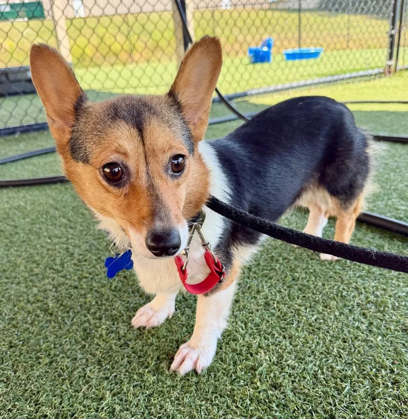 An adult small-sized female Corgi dog named Cindy for adoption in Columbia, IL
