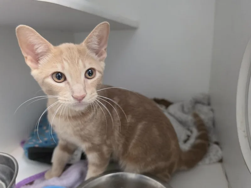 A baby small-sized male Tabby (Orange / Red) Domestic Short Hair cat named Jamie for adoption in Bossier City, LA