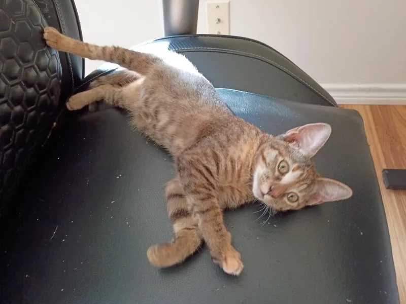 Princess Athena
