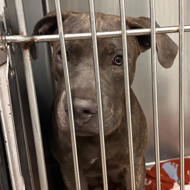 An adult medium-sized male Brown / Chocolate Terrier dog named Nico for adoption in Abilene, TX