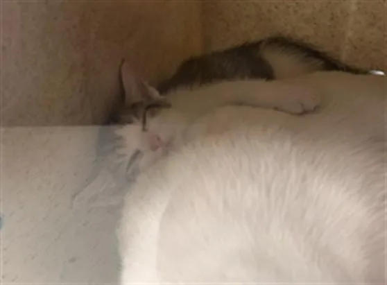 A baby small-sized male Domestic Short Hair cat named Ignite for adoption in Louisville, KY