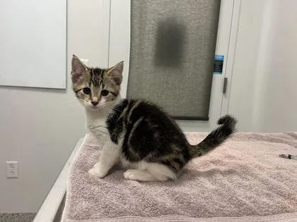 A baby small-sized female Brown / Chocolate Domestic Short Hair cat named Afterglow x dress for adoption in Kansas City, MO