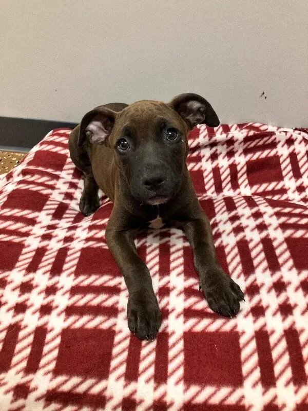 A young medium-sized female Pit Bull Terrier dog named Canary for adoption in Jackson, TN