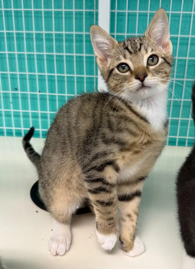 A baby medium-sized male Domestic Short Hair cat named Robin for adoption in St. Helens, OR