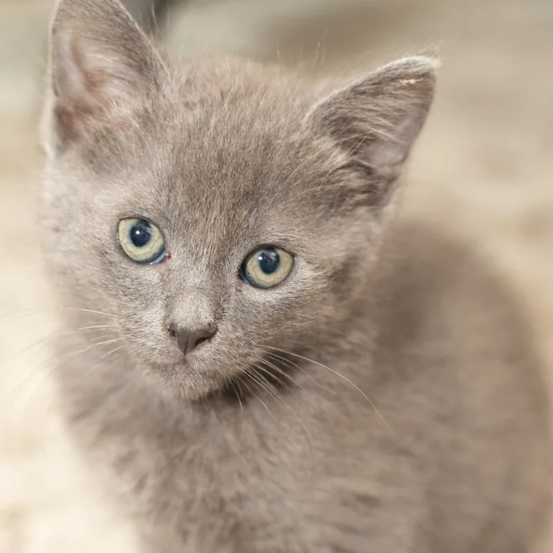 A baby small-sized male White Domestic Short Hair cat named Billie for adoption in Los Angeles, CA