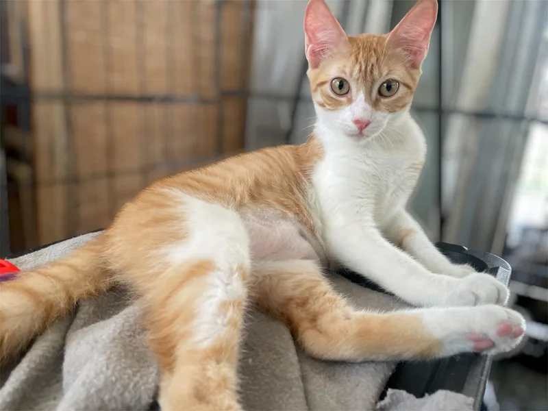 A baby medium-sized female Orange & White Domestic Short Hair cat named Tangerine for adoption in Franklin, MA