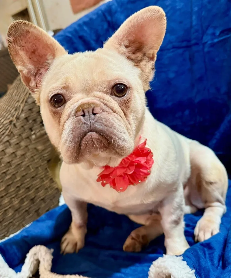 An adult medium-sized female French Bulldog dog named Noelle for adoption in Lodi, CA