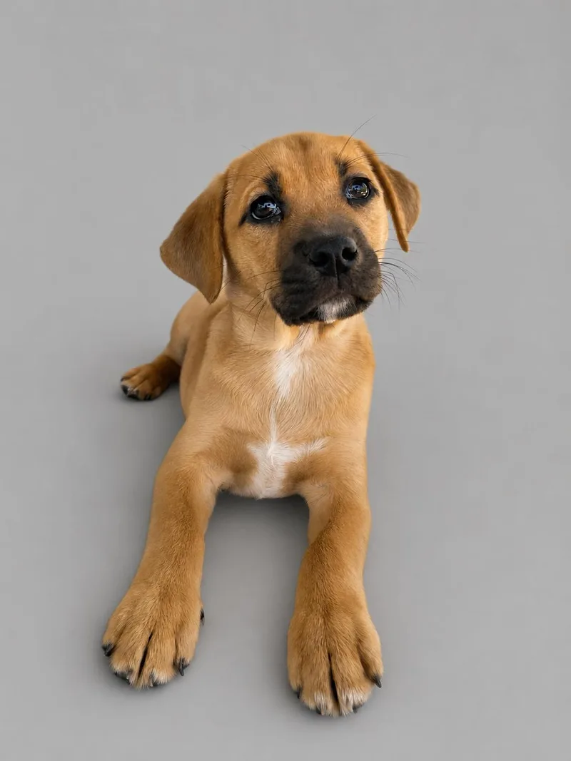 A baby medium-sized male Australian Cattle Dog / Blue Heeler dog named Kenneth for adoption in Nashville, TN
