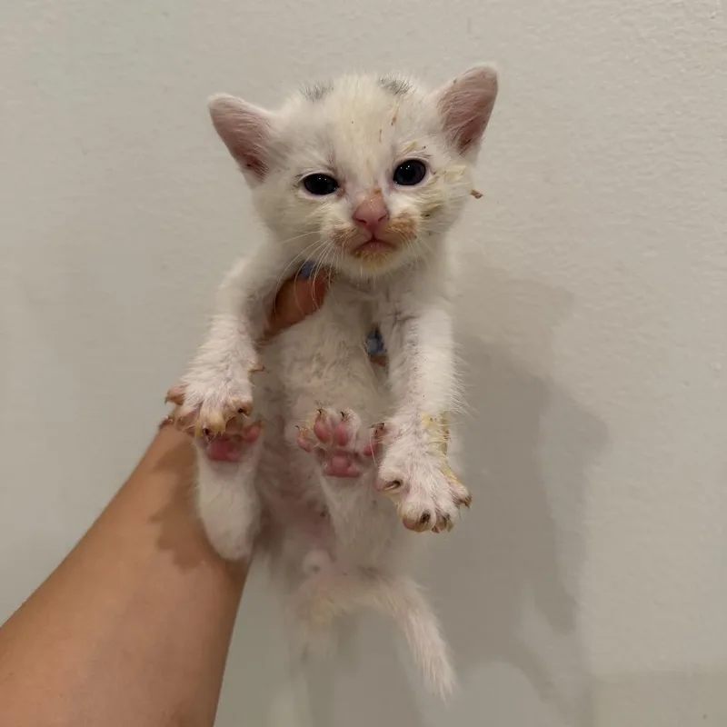 A baby medium-sized female White Domestic Short Hair cat named Dilly for adoption in Chattanooga, TN