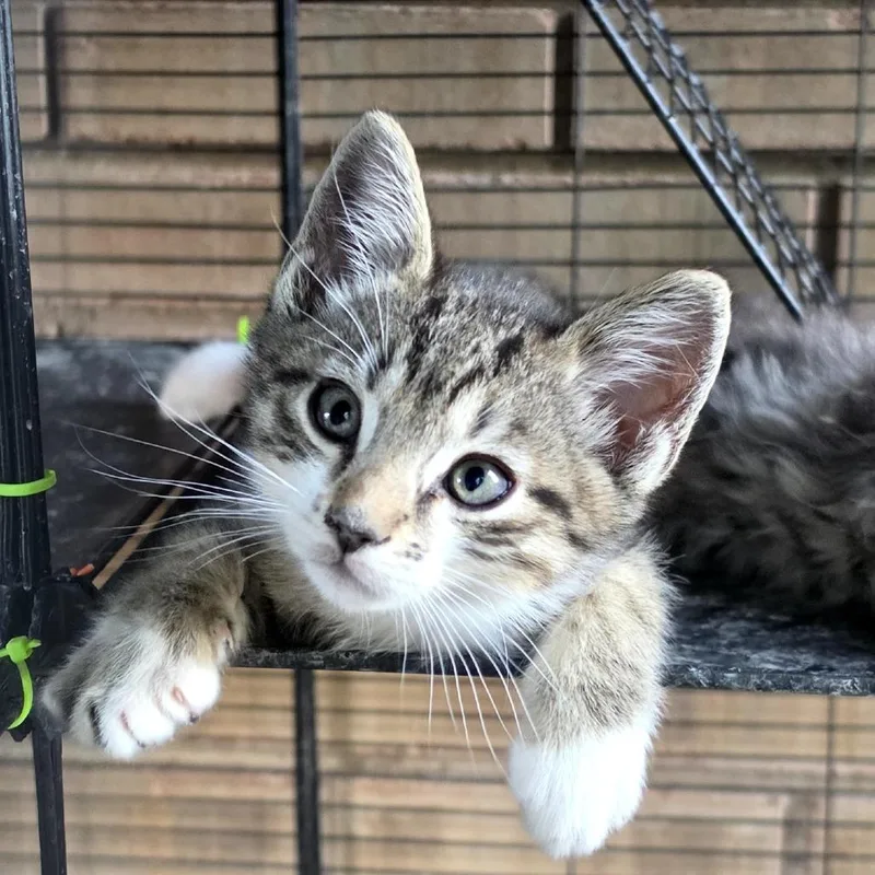 A baby small-sized male Gray / Blue / Silver Domestic Short Hair cat named Milkyway for adoption in Grantsville, UT