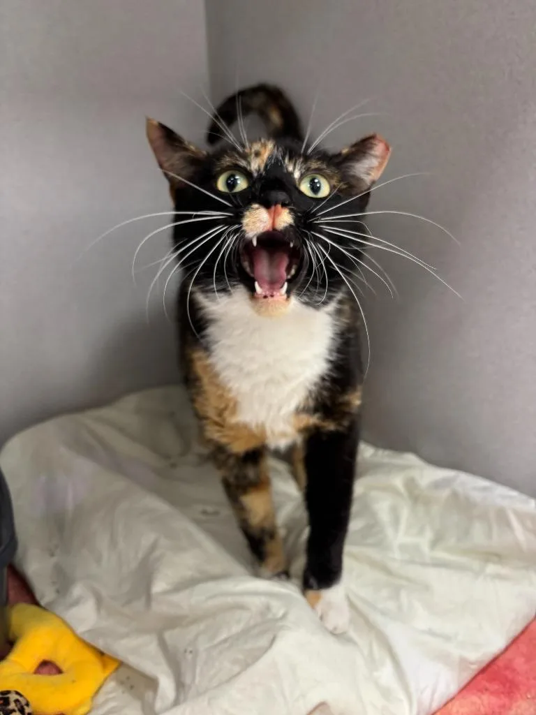 Harriet The Spy thumbnail 2