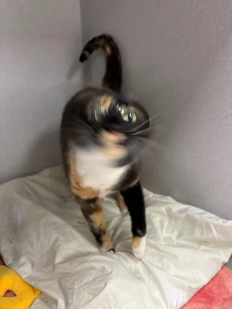 Harriet The Spy thumbnail 5