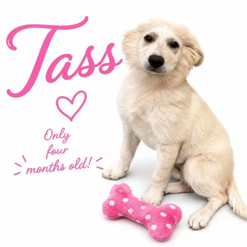 Tass thumbnail 2