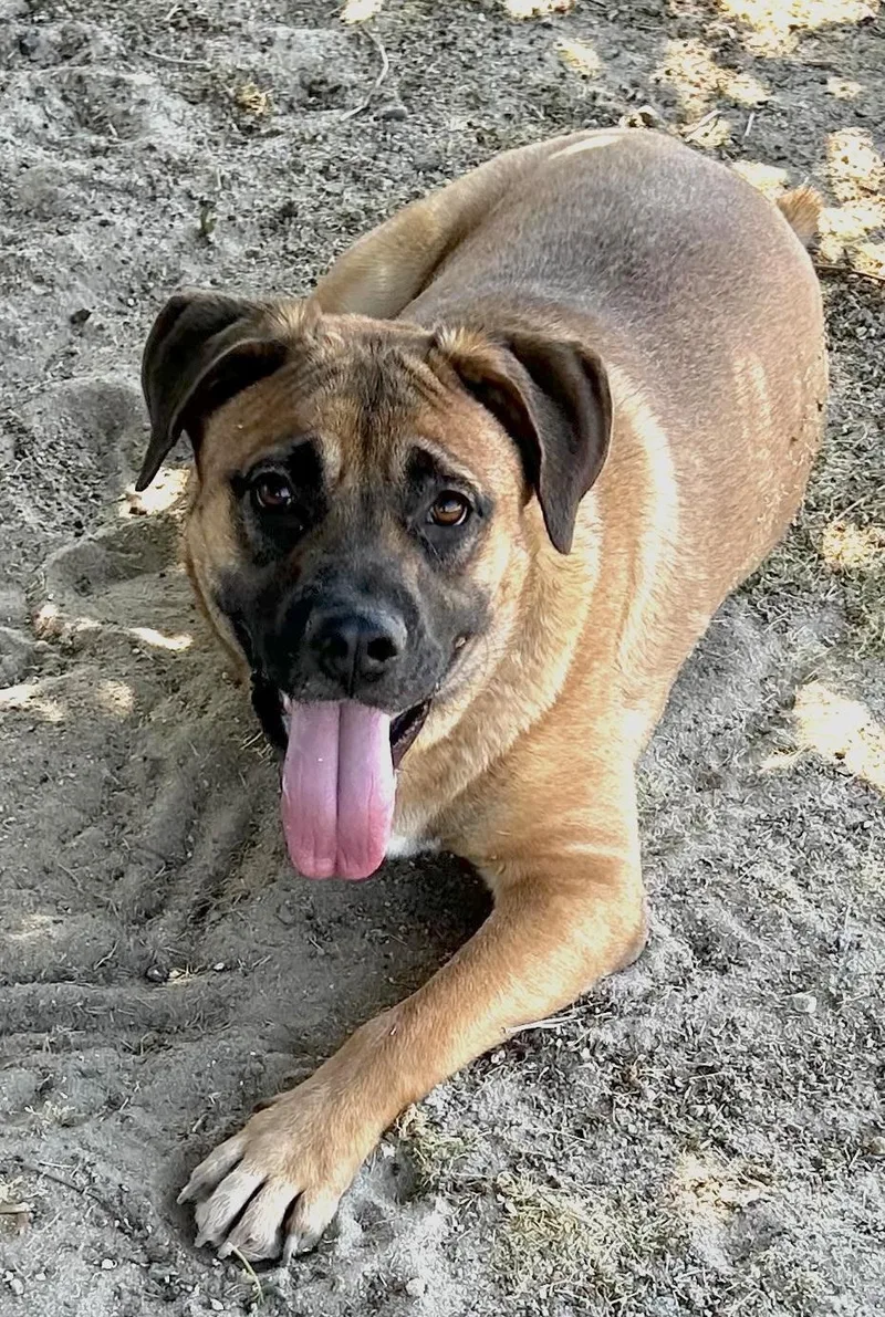 A young large-sized male Golden Mastiff dog named Goose for adoption in Amherst, MA
