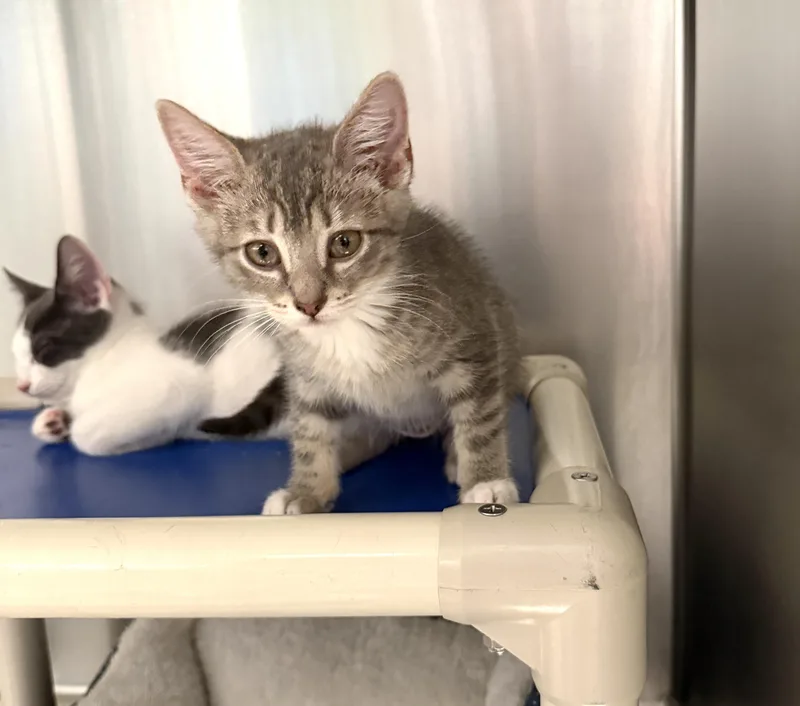 A baby medium-sized female Tabby (Gray / Blue / Silver) Domestic Short Hair cat named Sally for adoption in Wantagh, NY