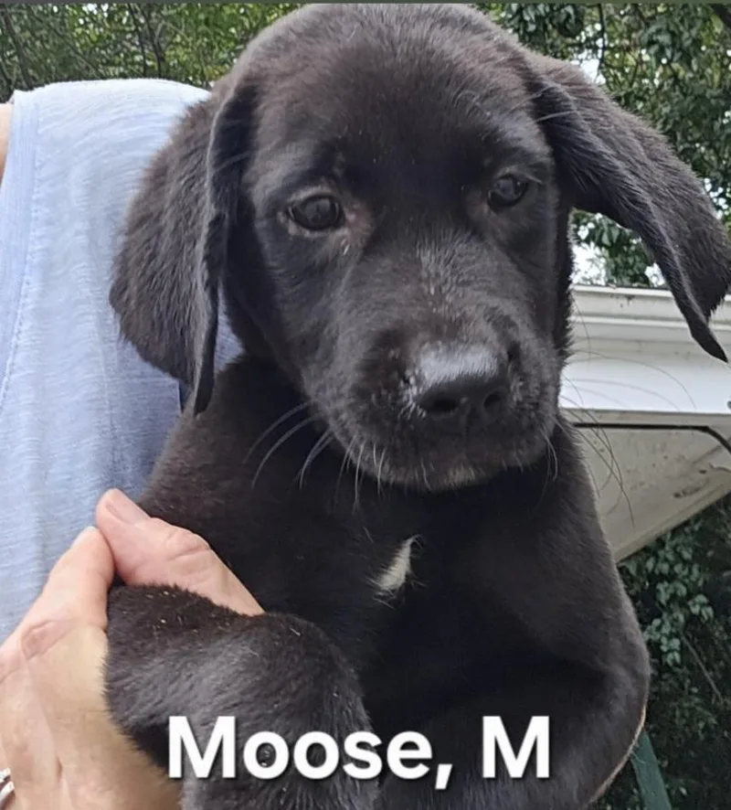 A baby medium-sized male Black Labrador Retriever dog named Moose for adoption in Parma, OH