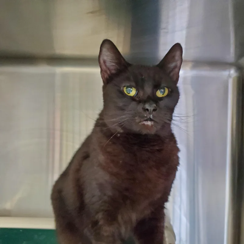 An adult medium-sized female Black Domestic Short Hair cat named Tommy for adoption in Jersey city, NJ