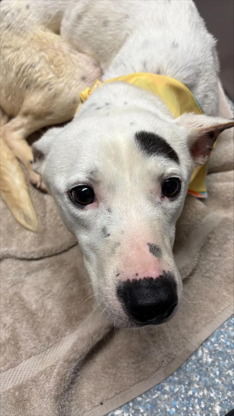 An adult medium-sized female White / Cream Terrier dog named Snow for adoption in Allen, TX