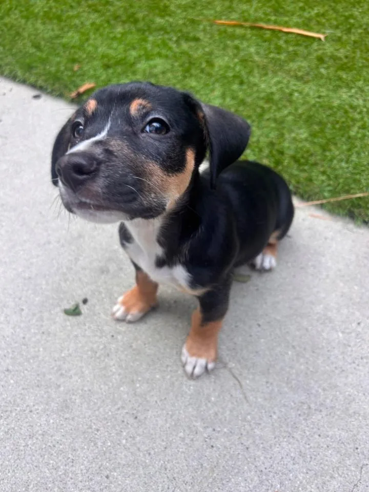 A young medium-sized male Bicolor Miniature Dachshund dog named Scout for adoption in Los Angeles, CA