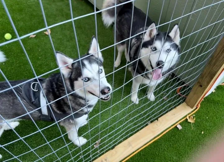 Thunder And Blaze thumbnail 2