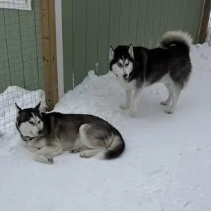 Thunder And Blaze thumbnail 3