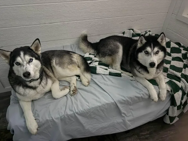 Thunder And Blaze thumbnail 4